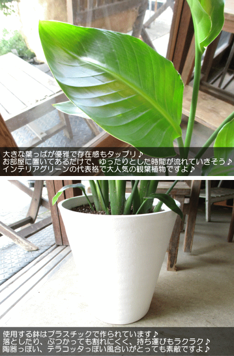 ストレリチア ニコライ オーガスタ 3株 陶器鉢 植え込み発送