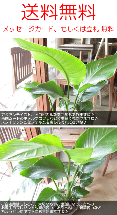 ストレリチア ニコライ オーガスタ 3株 陶器鉢 植え込み発送