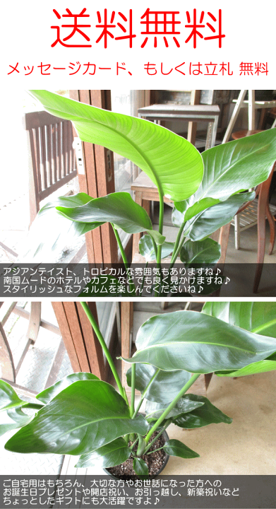 楽天市場】オーガスタ ストレリチア ニコライ 3株植え 8号鉢サイズ