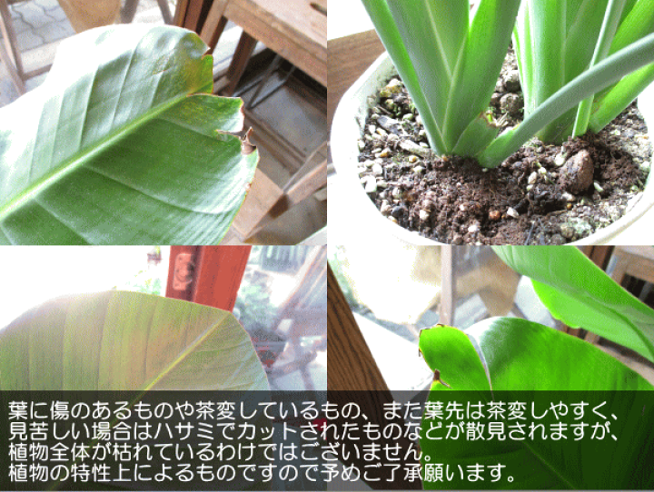 楽天市場】オーガスタ ストレリチア ニコライ 3株植え 8号鉢