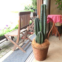 柱サボテン8号鉢サイズ鉢植え