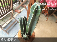 柱サボテン8号鉢サイズ鉢植え