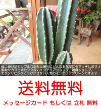 柱サボテン8号鉢サイズ鉢植え