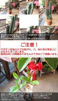 柱サボテン8号鉢サイズ鉢植え