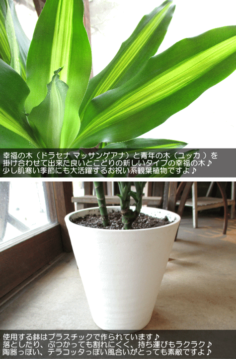 0eb26e616a1ddf57d74667b2360e8e