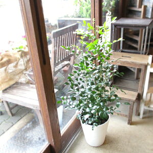 ジャスミン 鉢植えの人気商品 通販 価格比較 価格 Com