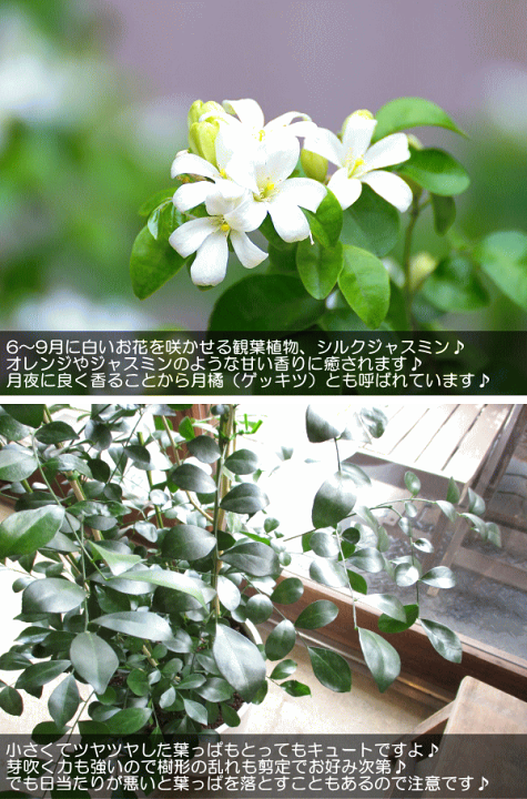 甘い香りの白い花を咲かせます♡ シルクジャスミン 大きめの鉢植え 苗