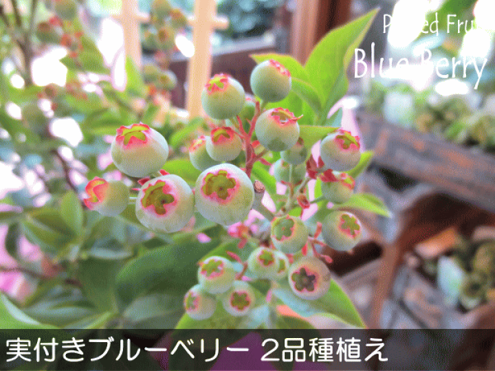 楽天市場】実付き ブルーベリー 2品種植え パティスリーベリー 5