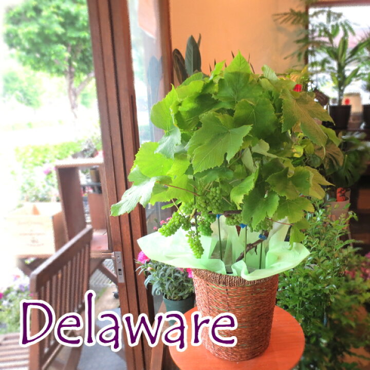 楽天市場 実付き ぶどうの木 デラウェア 6号鉢サイズ ブドウ 葡萄 鉢植え 送料無料 薫る花 庭木 シンボルツリー 果樹 フルーツ 鉢花 ベランダ ガーデン ガーデニング 父の日特集 早割り 薫る花 楽天市場 実付き ぶどうの木 デラウェア 6号鉢サイズ ブドウ 葡萄 鉢植え 送料無料 薫る花 庭木 シンボルツリー 果樹 フルーツ 鉢花 ベランダ ガーデン ガーデニング 父の日特集 早割り 薫る花