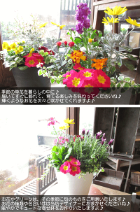 季節のおまかせ寄せ植えセラアート鉢植え7号鉢サイズ鉢色選べるホワイトブラック