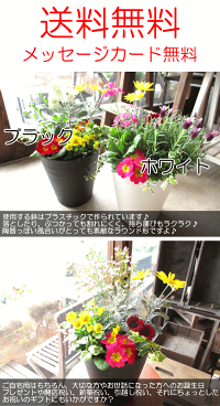 季節のおまかせ寄せ植えセラアート鉢植え7号鉢サイズ鉢色選べるホワイトブラック
