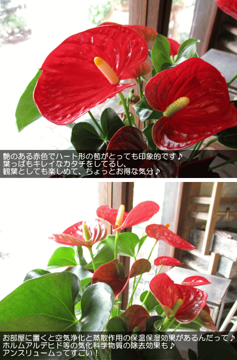 楽天市場】アンスリューム シエラ 6号鉢サイズ 鉢植え 赤色 レッド