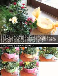 季節のおまかせ寄せ鉢(Mサイズ)