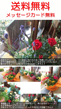 季節のおまかせ寄せ鉢(Mサイズ)
