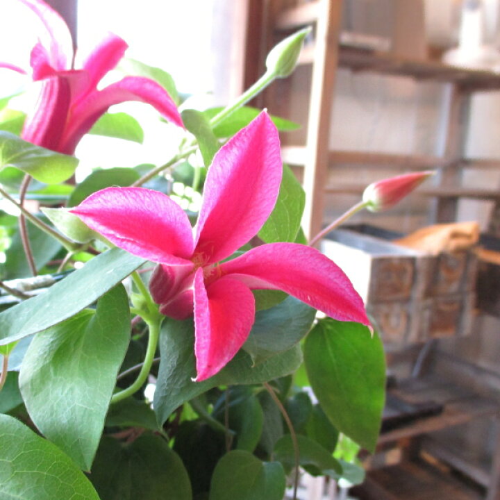 楽天市場 クレマチス プリンセスダイアナ 6号鉢サイズ 鉢植え ピンク色 チューリップ咲き 送料無料 薫る花 フラワー 鉢花 花鉢 母の日ギフト 母の日特集 早割り 22年 薫る花 楽天市場 クレマチス プリンセスダイアナ 6号鉢サイズ 鉢植え ピンク色 チューリップ咲き 送料無料 薫る花 フラワー 鉢花 花鉢 母の日ギフト 母の日特集 早割り 22年 薫る花