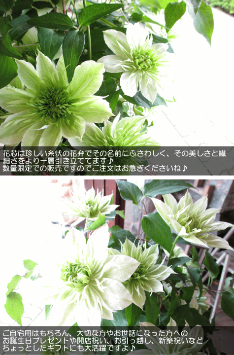 楽天市場】クレマチス 華川 6号鉢サイズ 鉢植え ジャパン