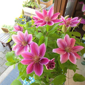 送料無料 鉢植え 花 生花の人気商品 通販 価格比較 価格 Com 送料無料 鉢植え 花 生花の人気商品 通販 価格比較 価格 Com