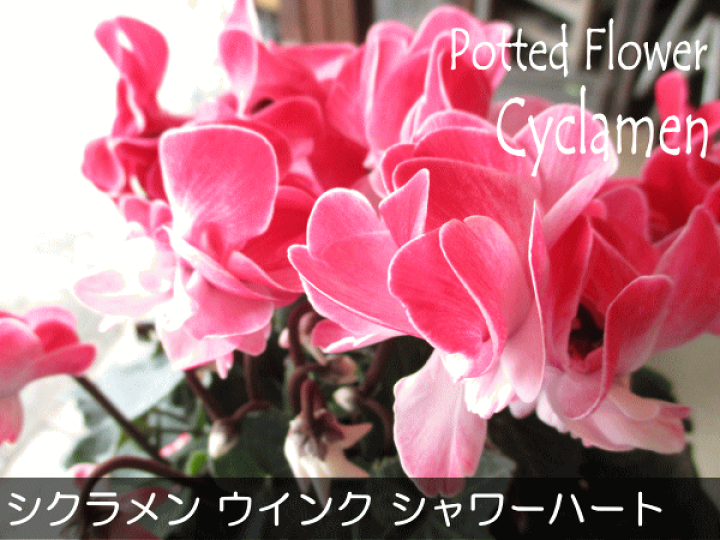 楽天市場】シクラメン ウインク シャワーハート 5号鉢サイズ 鉢植え