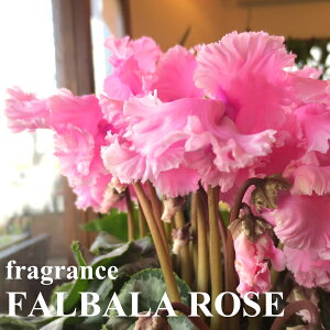 tOXVN nIXt@o[Y 5TCY A  O t[  Ԕ Ε Ε