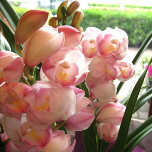 鉢植え 生花の通販 価格比較 価格 Com 鉢植え 生花の通販 価格比較 価格 Com