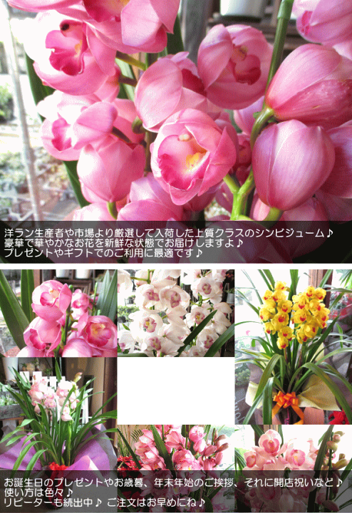 楽天市場】シンビジューム 4本立ち以上 鉢植え 洋蘭 洋ラン 送料無料