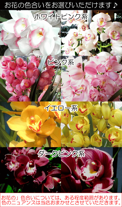 楽天市場】シンビジューム 5本立ち以上 鉢植え 洋蘭 洋ラン 送料無料