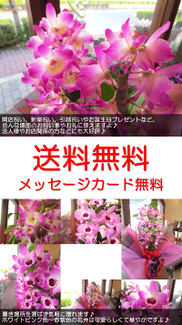 デンドロビュームMサイズ