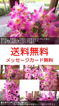 デンドロビュームLサイズ