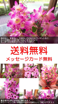 デンドロビュームSサイズ