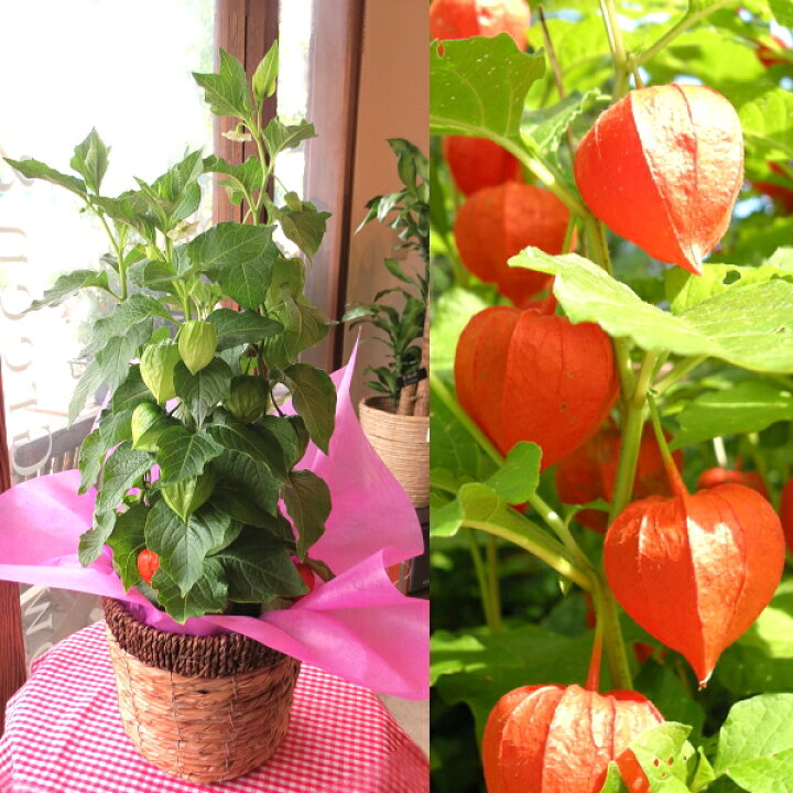 楽天市場 ほおずき 5号鉢サイズ 鉢植え 懐かしい夏の思い出 送料無料 薫る花 鉢花 ガーデニング ほおづき ホオズキ 鬼灯 ほうずき ほうづき お中元 御中元 お盆 父の日特集 早割り 薫る花