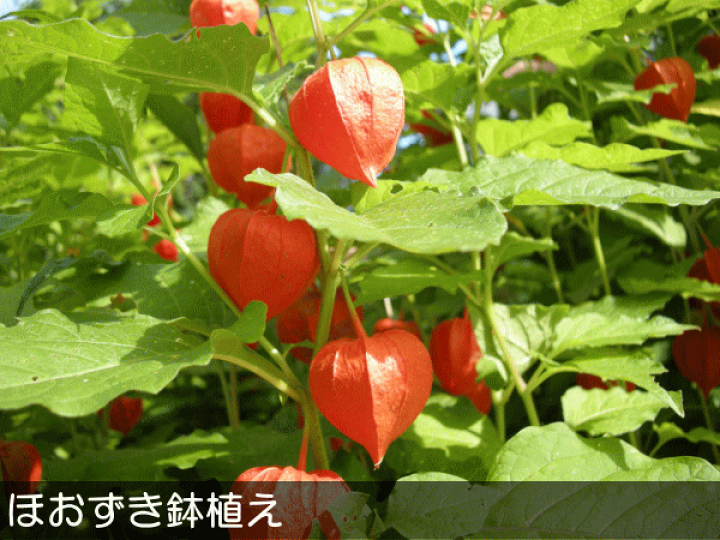 楽天市場】ほおずき 5号鉢サイズ 鉢植え 懐かしい夏の思い出 送料無料