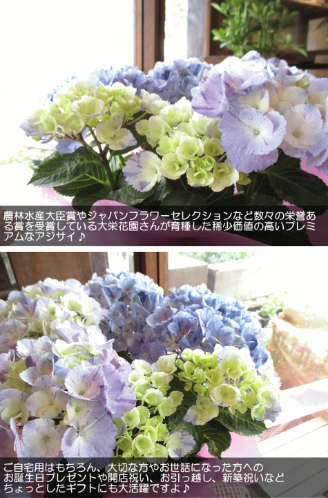 楽天市場 アジサイ スプラッシュ 5号鉢サイズ 鉢植え 大栄花園 水色 ブルー あじさい 紫陽花 送料無料 薫る花 フラワー 鉢花 花鉢 母の日ギフト 母の日特集 早割り 22年 薫る花