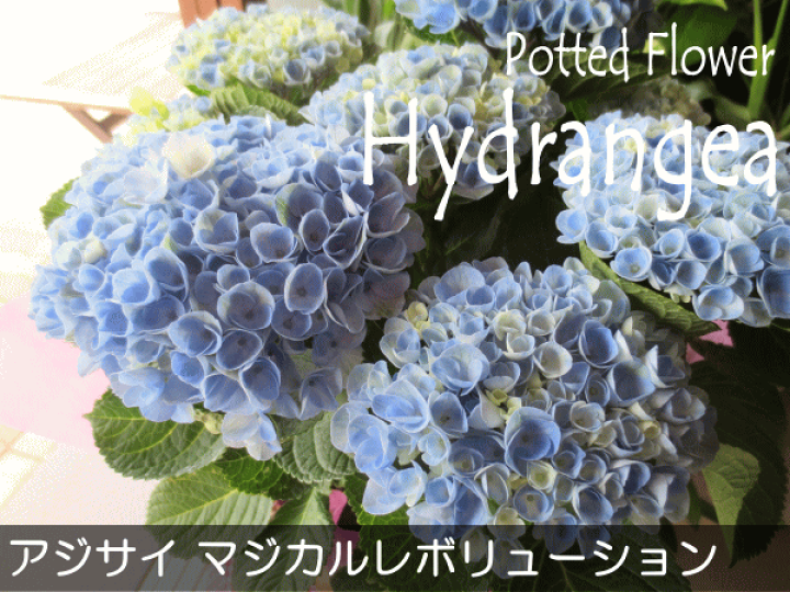 楽天市場】アジサイ マジカルレボリューション ブルー 5号鉢サイズ