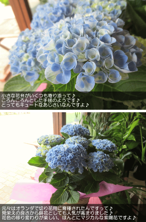楽天市場】アジサイ マジカルレボリューション ブルー 5号鉢サイズ