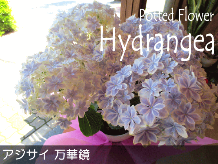 楽天市場 アジサイ 万華鏡 5号鉢サイズ 鉢植え ジャパンフラワーセレクション受賞 島根県産 ブルー 青色 水色 あじさい 紫陽花 送料無料 薫る花 フラワー 鉢花 花鉢 母の日ギフト 母の日特集 早割り 22年 薫る花