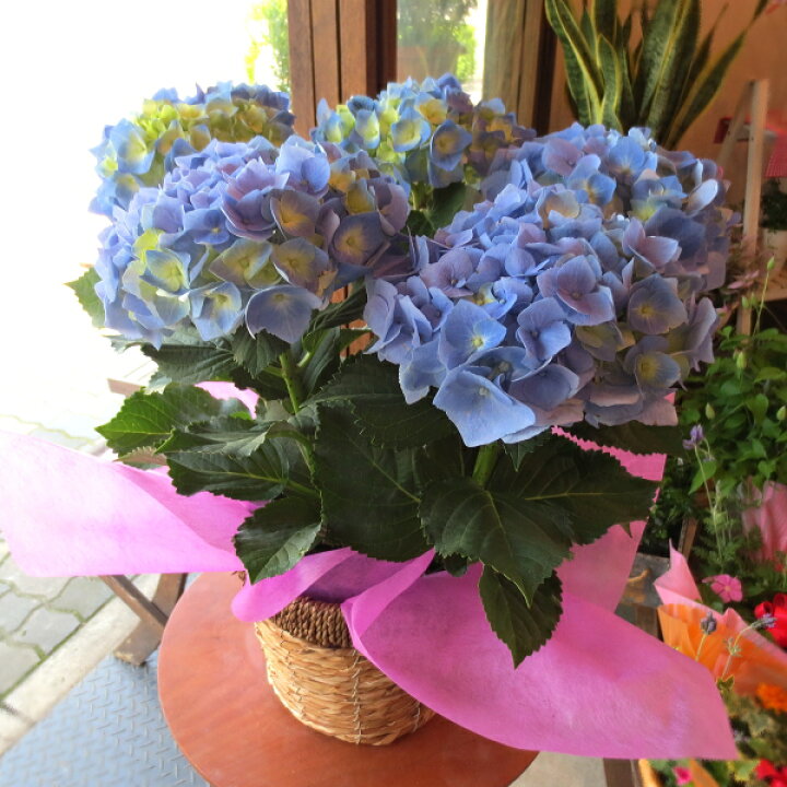 楽天市場 送料無料 鮮やかなブルーのお花 アジサイ マリンブルー 5号鉢サイズ 鉢植え 薫る花 花 フラワー 鉢花 プレゼント ギフト 贈り物 紫陽花 あじさい ハイドランジア 青い 青色 水色 母の日ギフト 母の日特集 早割り 22年 薫る花