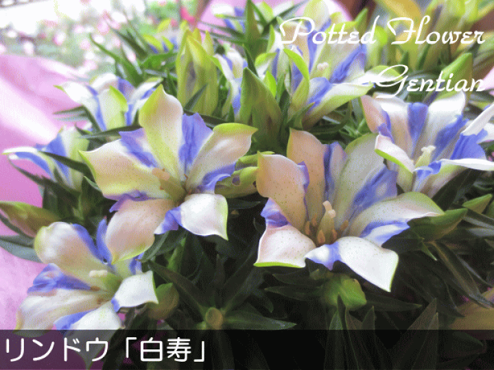楽天市場 リンドウ 白寿 5号鉢サイズ 鉢植え 甘木りんどう心美シリーズ ストライプ 竜胆 送料無料 薫る花 フラワー 鉢花 花鉢 敬老の日ギフト おばあちゃん おじいちゃん 早割り プレゼント ギフト 薫る花