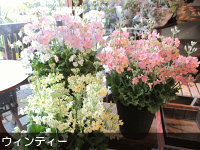 楽天市場 ウィンティー 5号鉢サイズ 鉢植え 選べる花色 プリムラ マラコイデス サクラソウ サントリーフラワーズ 送料無料 薫る花 フラワー 鉢花 花鉢 桜草 ウインティー 薫る花 楽天市場 ウィンティー 5号鉢サイズ 鉢植え 選べる花色 プリムラ マラコイデス サクラソウ サントリーフラワーズ 送料無料 薫る花 フラワー 鉢花 花鉢 桜草 ウインティー 薫る花