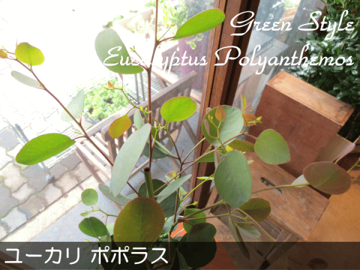 楽天市場 送料無料 ユーカリ ポポラス 5号鉢サイズ 鉢植え 丸葉ユーカリ ハートリーフ ユーカリポポラス 薫る花 観葉植物 ミニ プレゼント ギフト 贈り物 お誕生日 記念日 開店祝い 引越し 庭木 シンボルツリー 苗 ガーデニング シルバーリーフ 香り クール