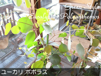ユーカリポポラス7号鉢サイズ鉢植え丸葉ユーカリハートリーフユーカリポポラス