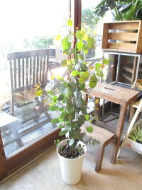 ユーカリポポラス7号鉢サイズ鉢植え丸葉ユーカリハートリーフユーカリポポラス