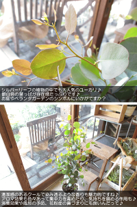 ユーカリポポラス7号鉢サイズ鉢植え丸葉ユーカリハートリーフユーカリポポラス