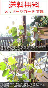 ユーカリポポラス7号鉢サイズ鉢植え丸葉ユーカリハートリーフユーカリポポラス