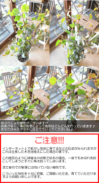 ユーカリポポラス7号鉢サイズ鉢植え丸葉ユーカリハートリーフユーカリポポラス
