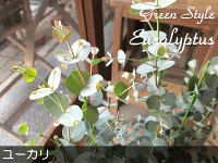 ユーカリグニー5号鉢サイズ鉢植えグニーユーカリユーカリグニー