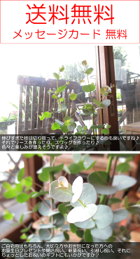 ユーカリグニー5号鉢サイズ鉢植えグニーユーカリユーカリグニー