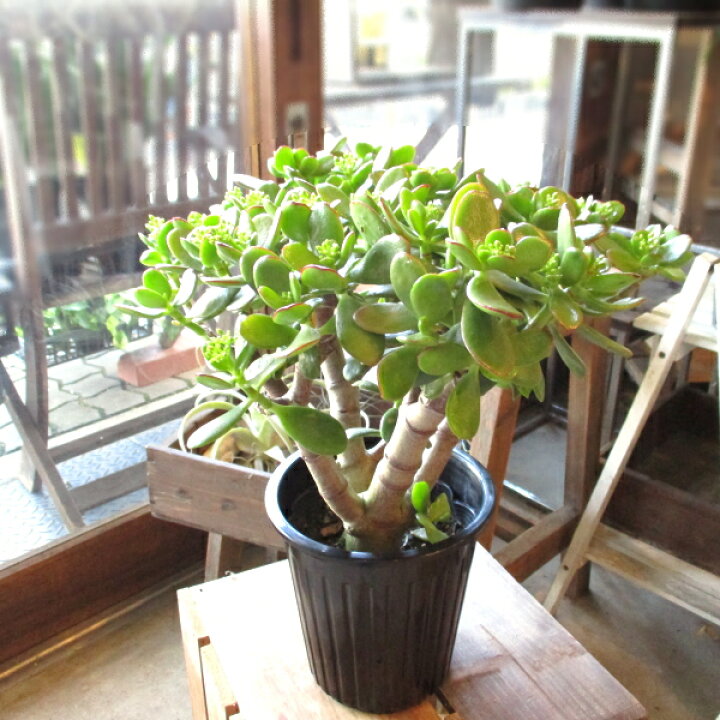 楽天市場 お金のなる木 花月 成金草 5号鉢サイズ 鉢植え 送料無料 薫る花 庭木 シンボルツリー 常緑樹 小型 ミニ 多肉植物 金のなる木 カネノナルキ カゲツ クラッスラ クラスラ ナリキンソウ ベンケイソウ 薫る花