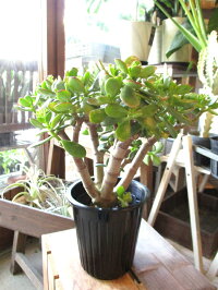 お金のなる木花月成金草5号鉢サイズ鉢植え