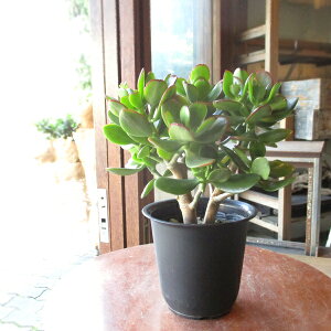 ̂Ȃ Ԍ  4TCY A  O  V{c[ Ύ ^ ~j A JlmiL JQc NbX NX iL\E xPC\E