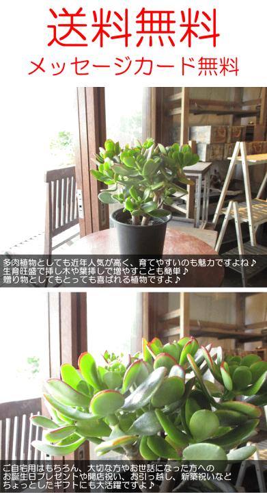 楽天市場】お金のなる木 花月 成金草 4号鉢サイズ 鉢植え 送料 楽天市場】お金のなる木 花月 成金草 4号鉢サイズ 鉢植え 送料